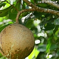 Xylocarpus granatum (Cannonball Mangrove) in Chinamans Creek ホウガンヒルギ<br />Canon EOS 7D + EF70-200 F4L IS +EF1.4xII